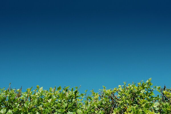 Summer sky in harmony with foliage