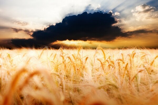 Wheat in summer with a blue sky