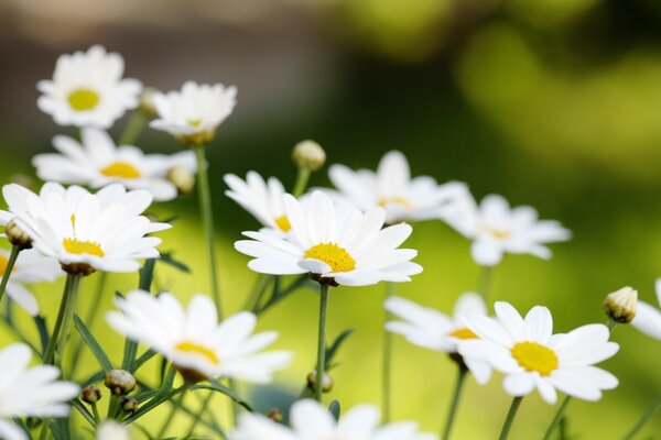 Weiße Gänseblümchen auf grünem Hintergrund