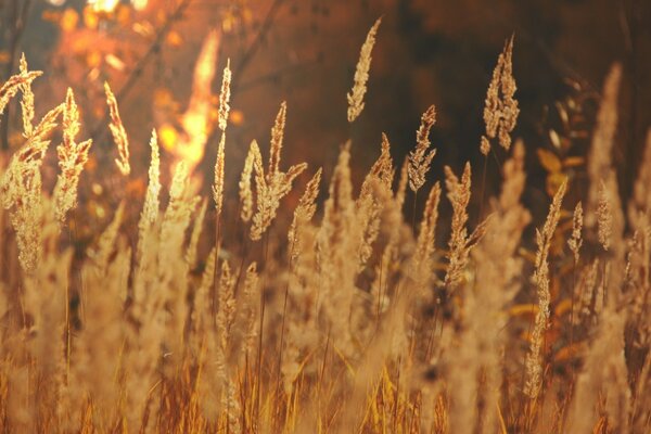 Goldenes Weizenfeld im Sommer