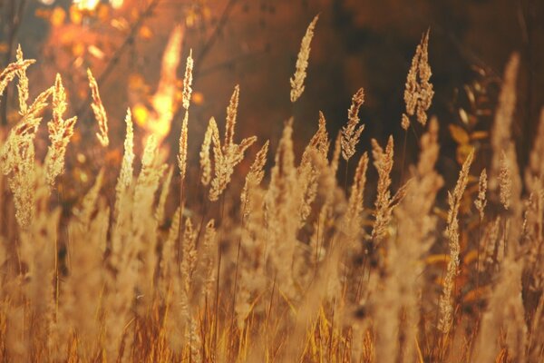 Summer field of golden wheat