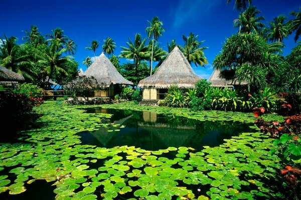 Bungalow on the shore of a pond with water lilies and palm trees