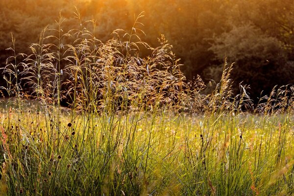 Summer nature fields in the morning