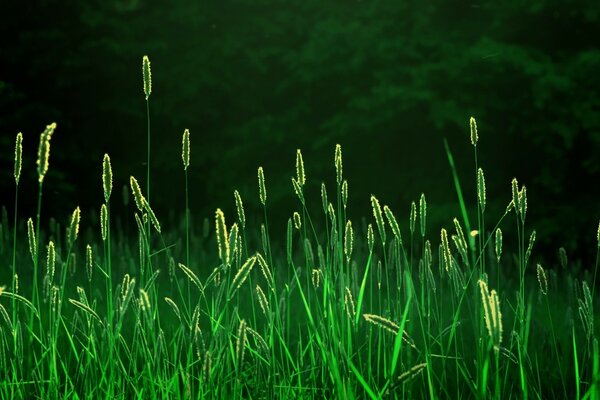 In summer, green tall grass