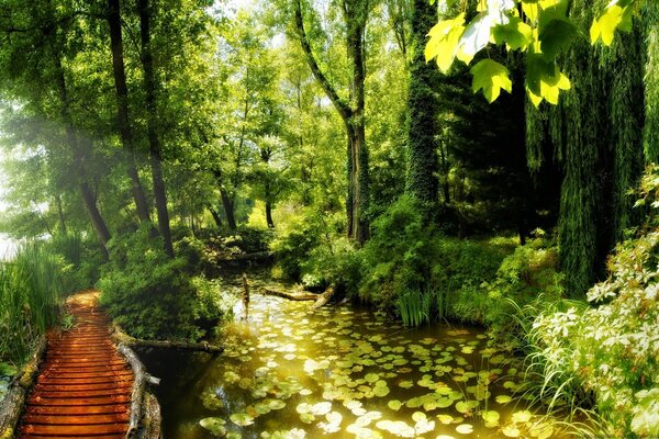 Naturaleza de verano con un puente en el bosque