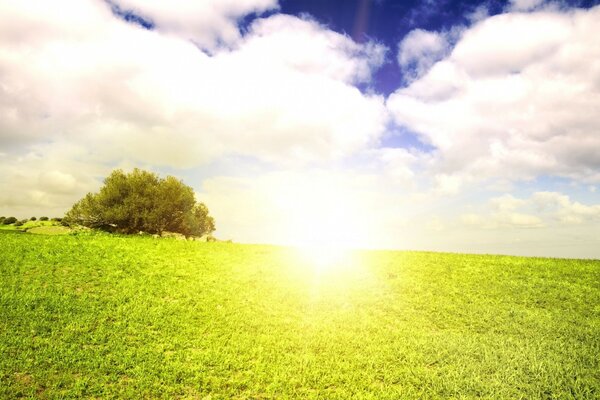 Le soleil de midi illumine le champ vert