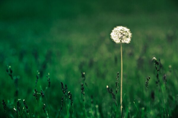 Diente de León solitario en un campo de verano