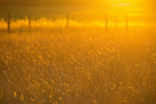 I raggi del sole al tramonto illuminano il campo