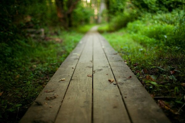 Route à travers des forêts calmes et propres