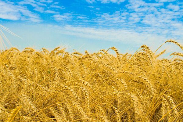 Schöner Weizen mit blauem Himmel