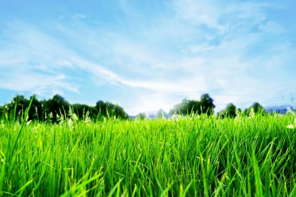 Close-up of fresh grass