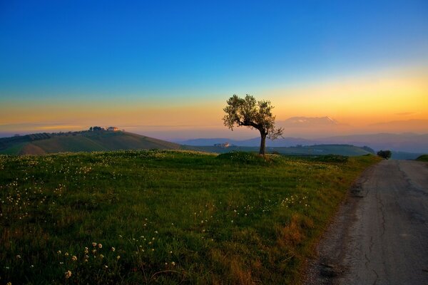 Sunrise with a beautiful tree in a clearing