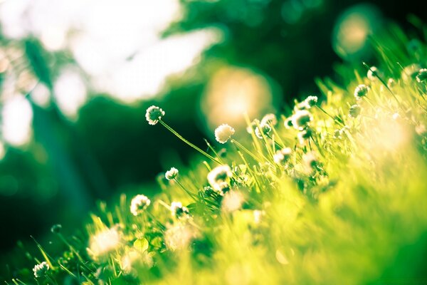 Bright grass ashes in the sun