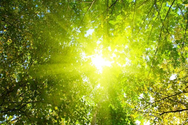 Paysage d été avec le soleil à travers le feuillage