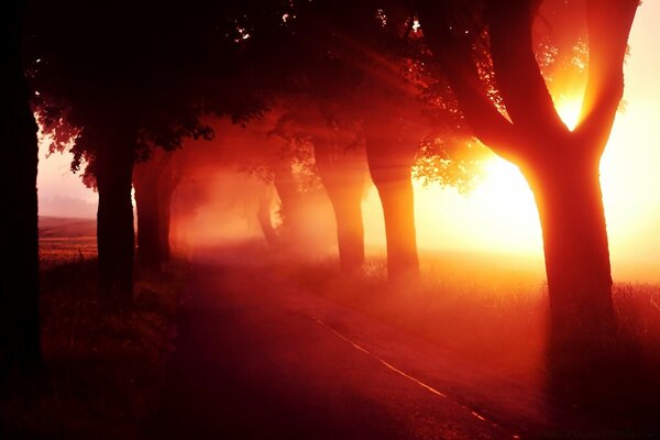 Brume au coucher du soleil se fraye un chemin à travers les arbres