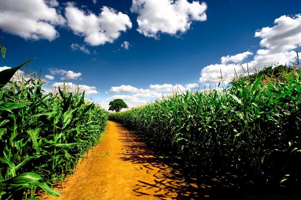 Estrada país entre os campos de milho