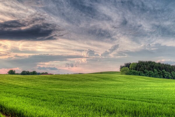 Paysage du matin d été rural