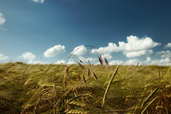 夏天。 场。 小麦。 天空