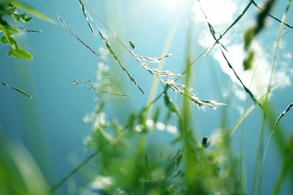 Fotografía macro del follaje de verano en los rayos del sol