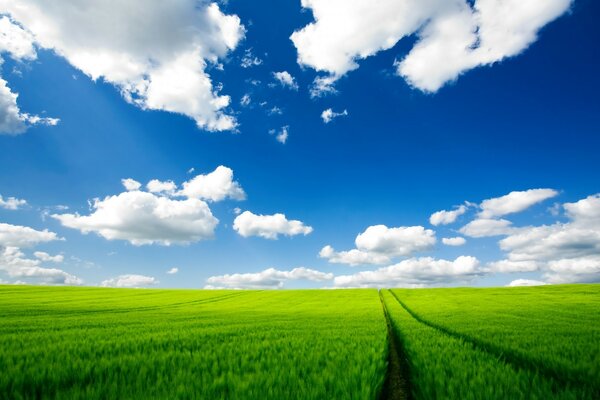 Um campo com grama verde e uma estrada que se afasta