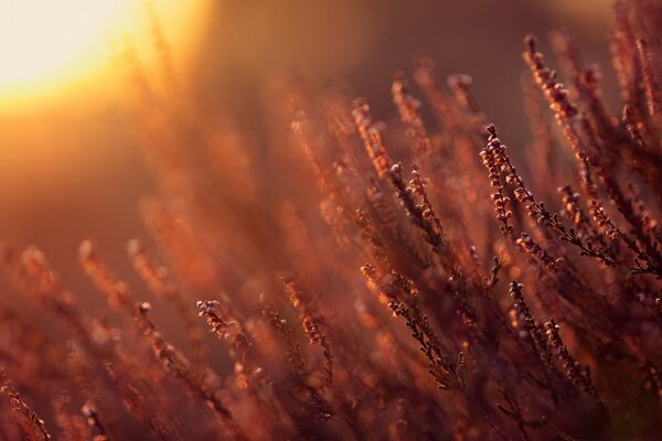 Coucher de soleil lumineux sur un champ de blé