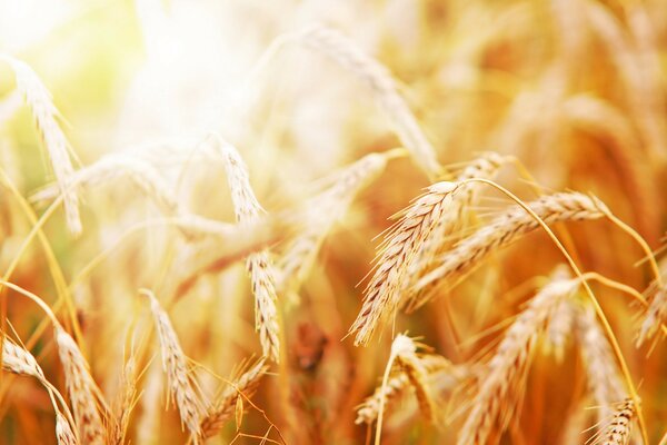 Wheat ears in the sun