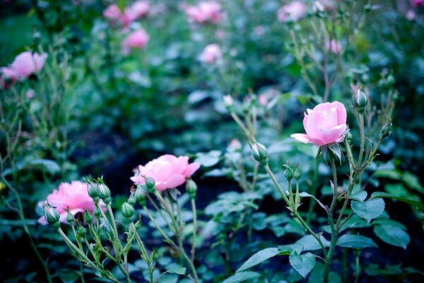 Arbustos de rosas Rosadas en flor con muchos brotes