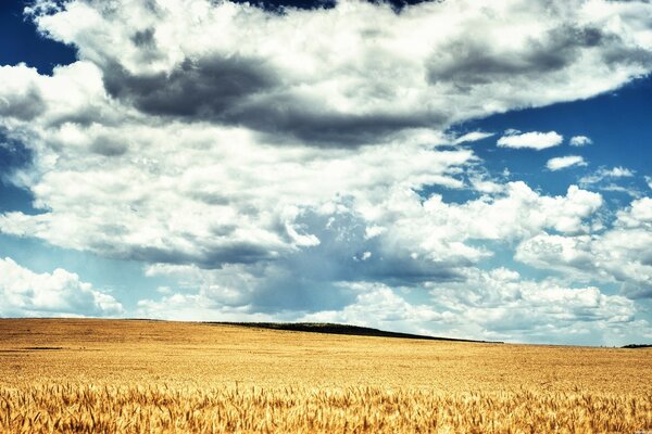 Yellow wheat field on blue sky background