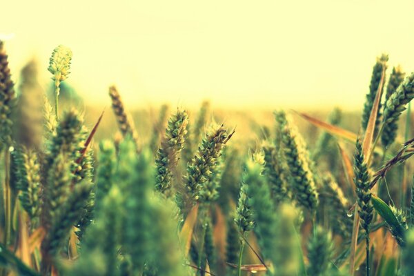 Maduración de espiguillas en el campo