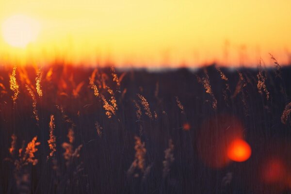 Evening bright sunset in the field