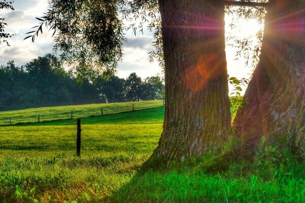 Deux arbres dans la nature et le soleil