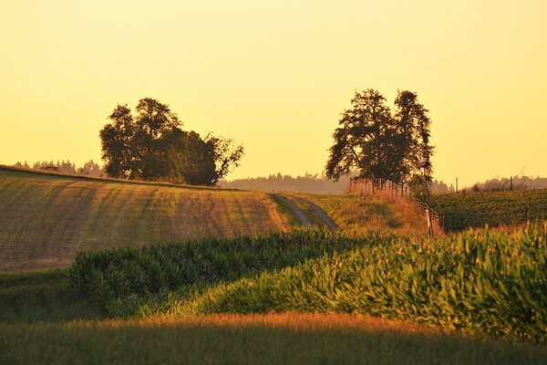 Arbre dans un paysage rustique en été