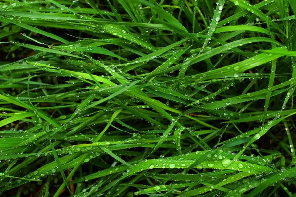 Morning dew on the grass what could be better