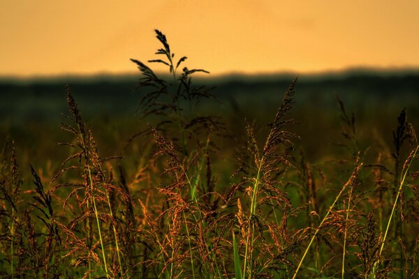 Summer dawn in the field
