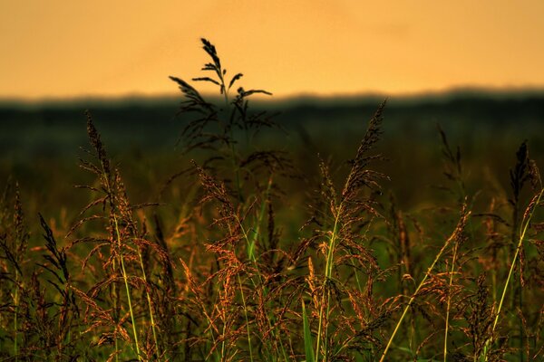 Amanecer de verano en el campo