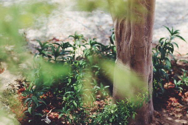 El árbol está rodeado de plantas verdes