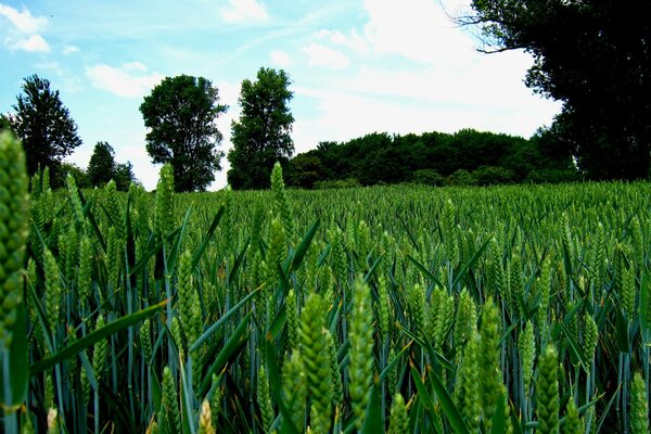 Grünes Weizenfeld im Sommer