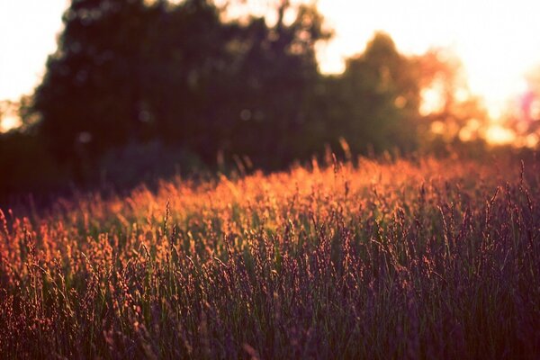 Glühender Sonnenuntergang unter Wildblumen