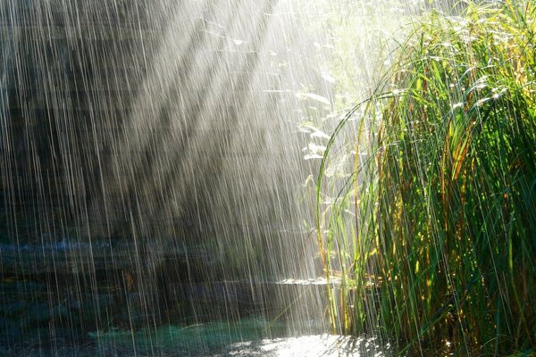 Summer rain landscape nature