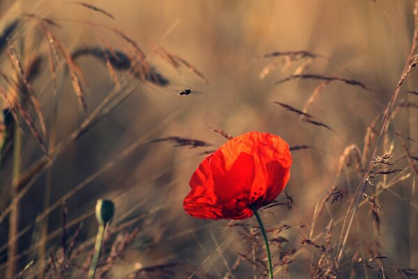 An insect lands on a red poppy