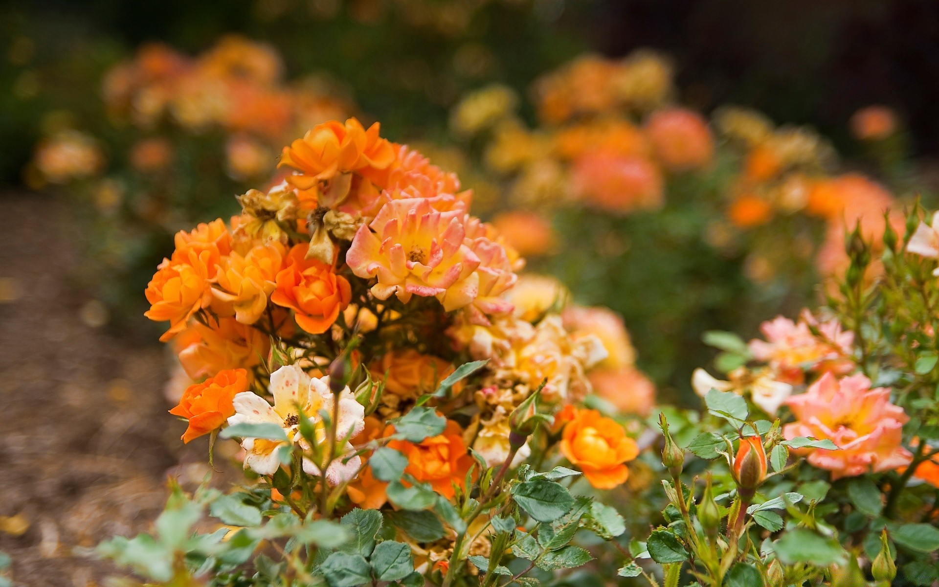 summer leaf nature flower flora garden outdoors tree color blooming season floral growth petal bright