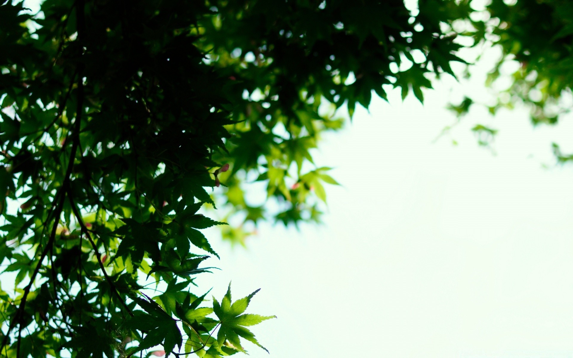 été feuille arbre nature croissance branche flore bureau luxuriante lumineux environnement bois jardin soleil couleur