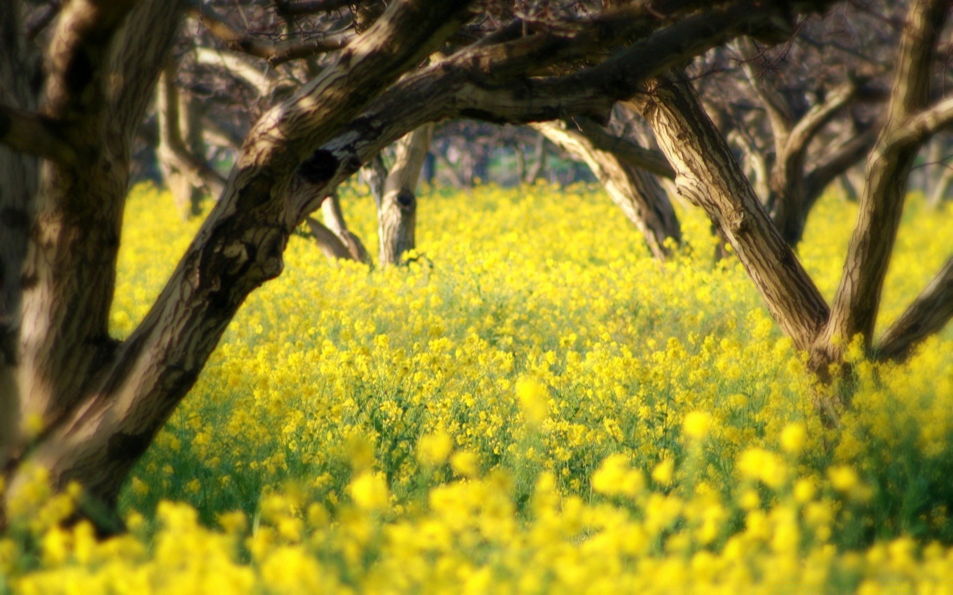 summer landscape field flower nature agriculture tree outdoors rural hayfield countryside farm grass oil environment flora wood crop country