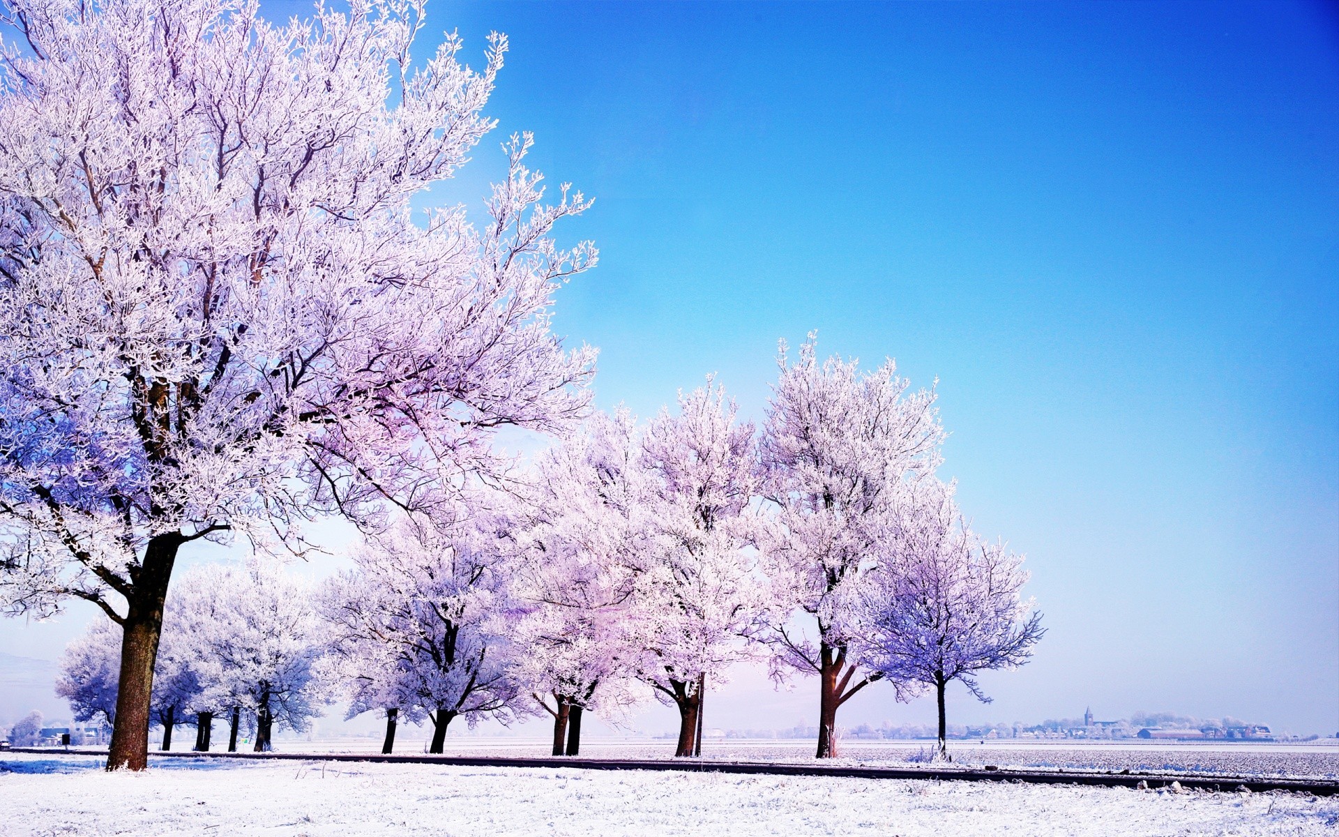 invierno escarcha nieve temporada árbol rama frío paisaje congelado tiempo escena blanco como la nieve madera helada naturaleza paisaje hielo parque escénico campo