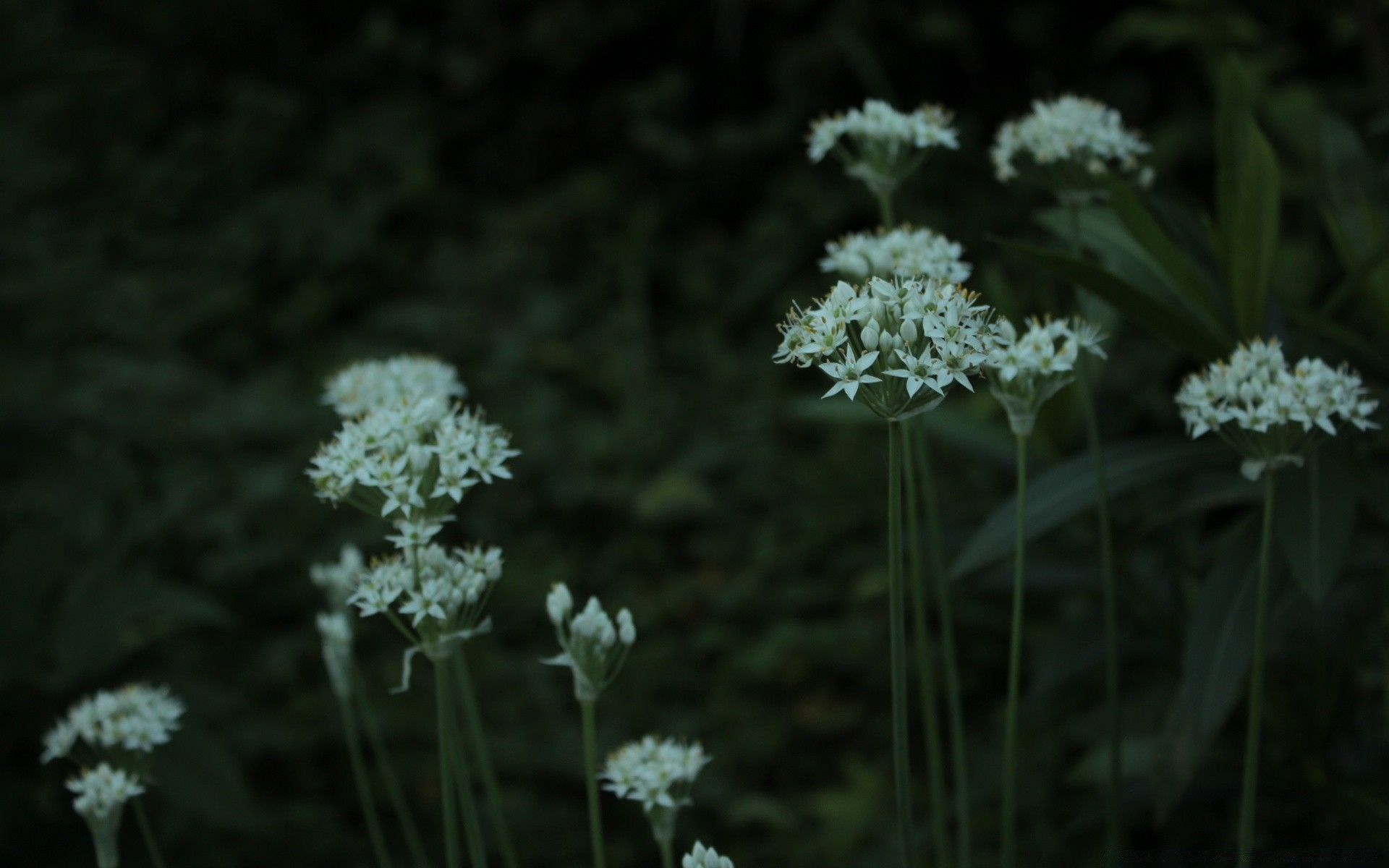 estate natura flora fiore foglia stagione erba selvaggio giardino primo piano fioritura