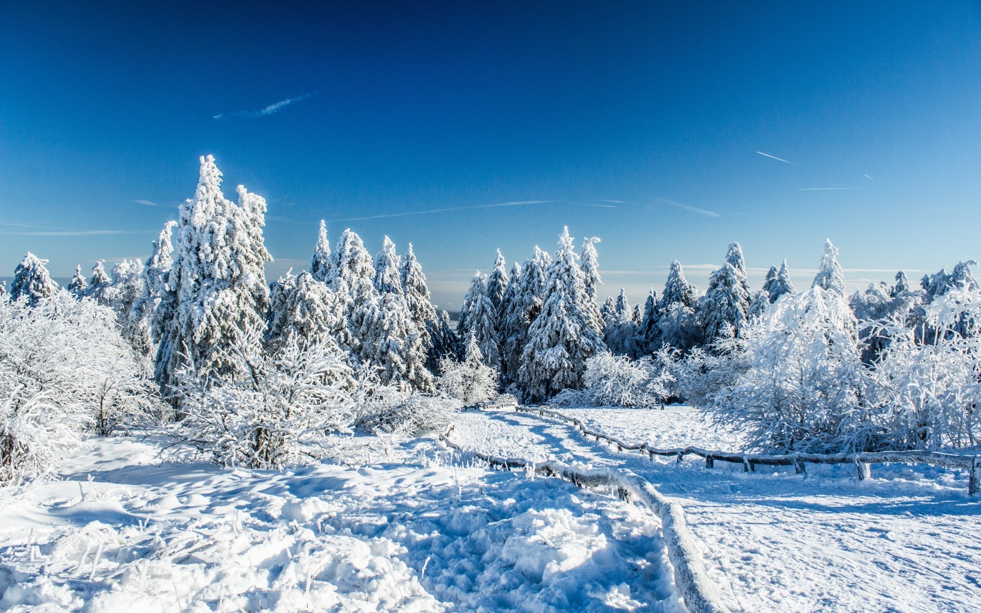 hiver neige froid gel glace congelé bois neigeux saison montagne scénique météo sapin givré noël paysage arbre