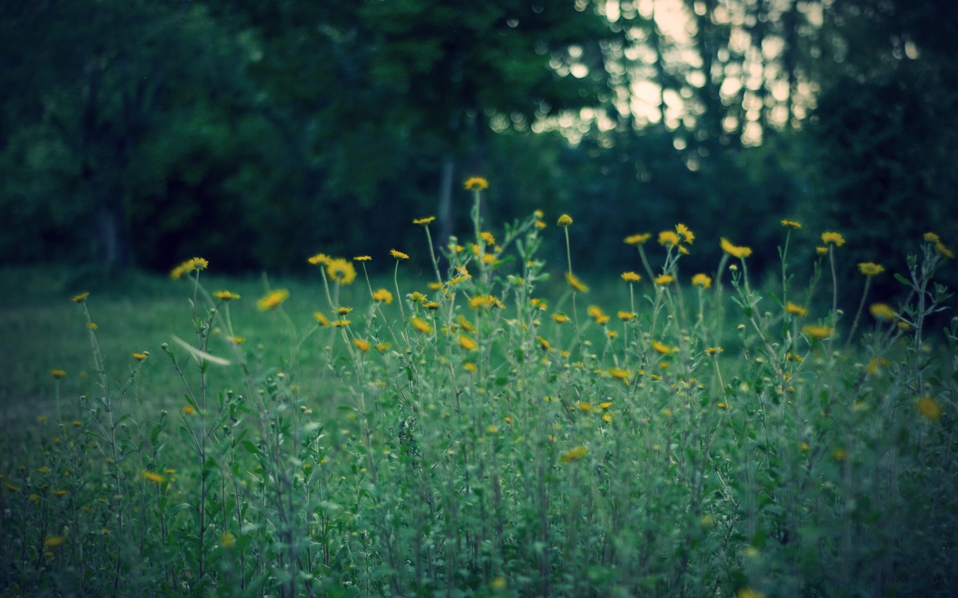 yaz çiçek saman çimen manzara doğa mera flora masaüstü yaprak açık havada alan çevre büyüme güneş park güzel hava bahçe sezon