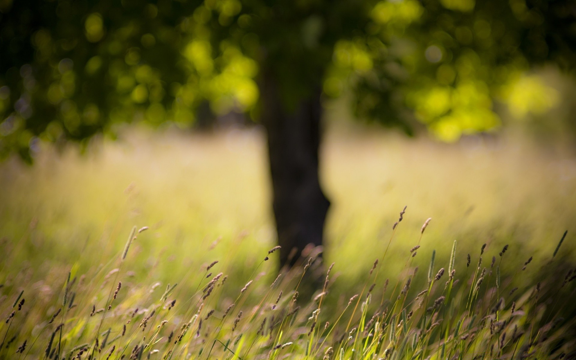 summer sun grass field nature landscape fair weather dawn sunset rural hayfield garden leaf flower flora light growth blur outdoors farm