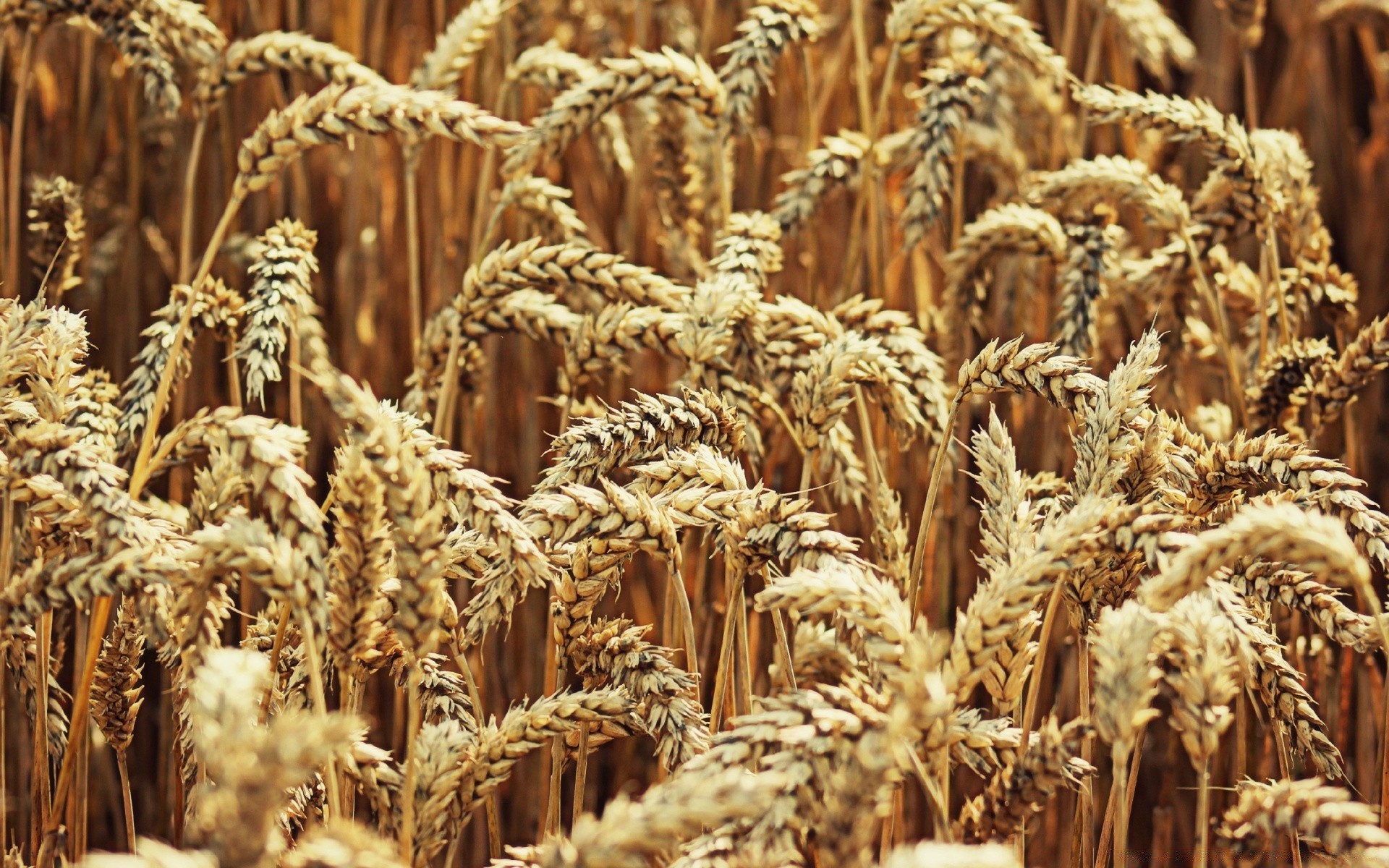 sommer getreide weizen weide ernte stroh roggen brot gerste samen des ländlichen raumes gold mais landwirtschaft spike mehl lebensmittel bauernhof trocken fleisch