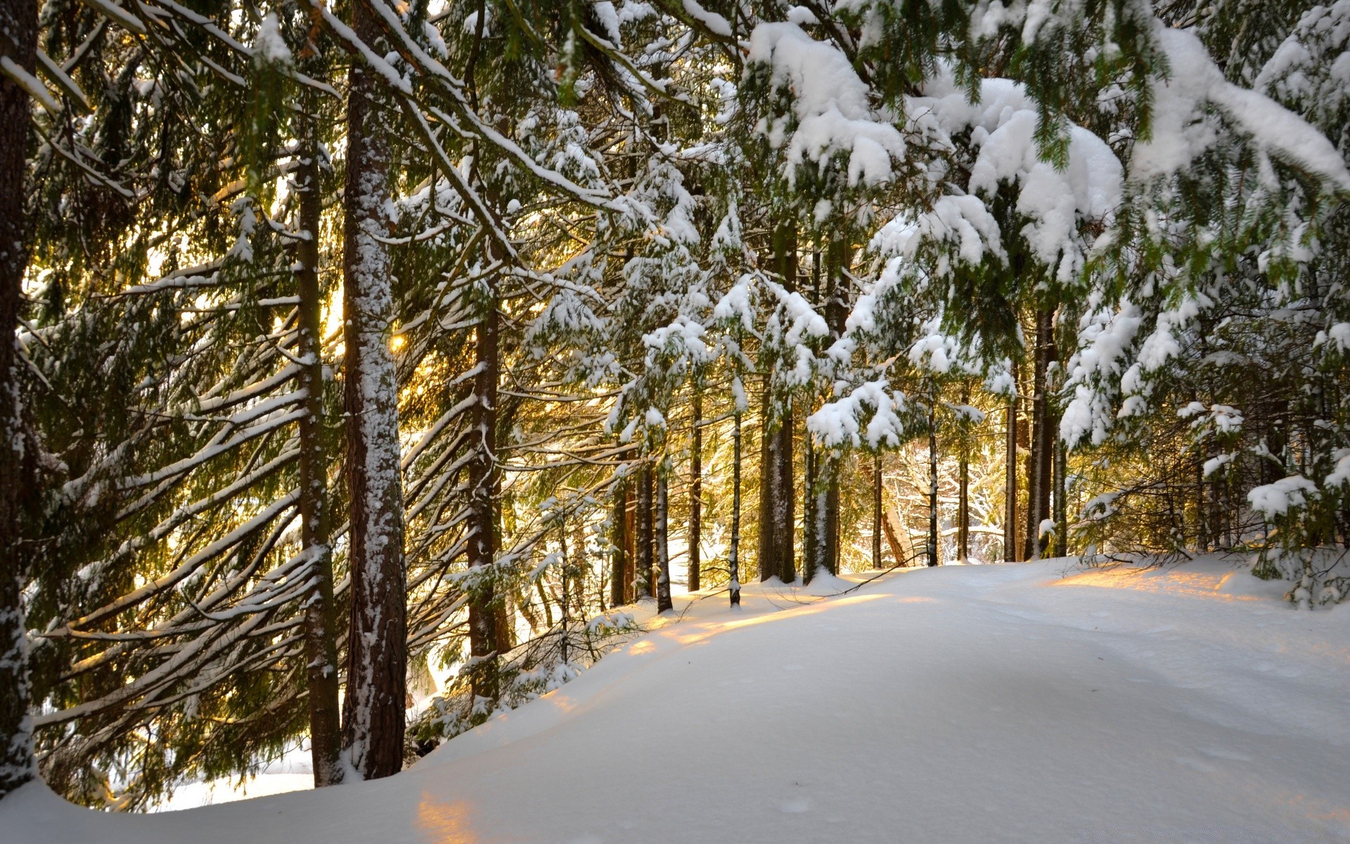 winter tree wood landscape nature snow outdoors branch season scenic fair weather sky weather environment travel cold road daylight park